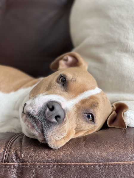 Entry image for Frannie . Clicking this image will show a larger photo