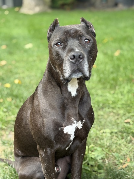 Entry image for Rusty. Clicking this image will show a larger photo