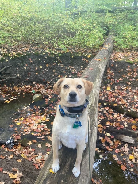 Entry image for Luther. Clicking this image will show a larger photo