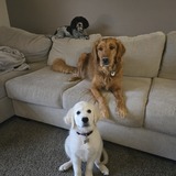 Entry image for Oscar, Cooper and Harper