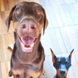 Entry image for Opal Rose and Charlie Bug