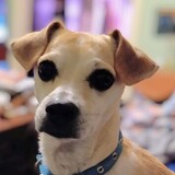 Entry image for Stevie