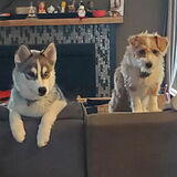 Entry image for Dodger and Nala