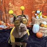 Entry image for Joey