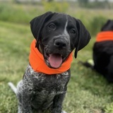 Entry image for Shiner