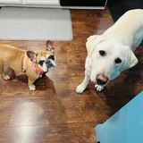 Entry image for Raya & Lily