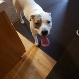 Entry image for Jaxon