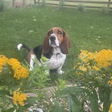 Entry image for Winston