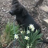 Entry image for  Brinkley