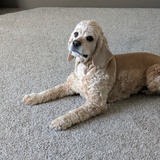 Entry image for Cooper