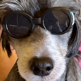 Entry image for Georgie 