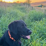 Entry image for June Carter