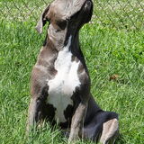 Entry image for Violet