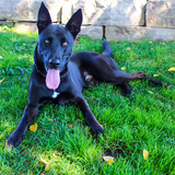 Entry image for Dodger