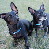 Entry image for Vinny & Oscar