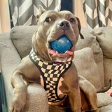 Entry image for Luna