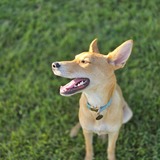 Entry image for Lolo