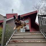 Entry image for Louie