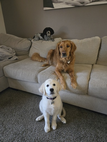 Entry image for Oscar, Cooper and Harper. Clicking this image will show a larger photo