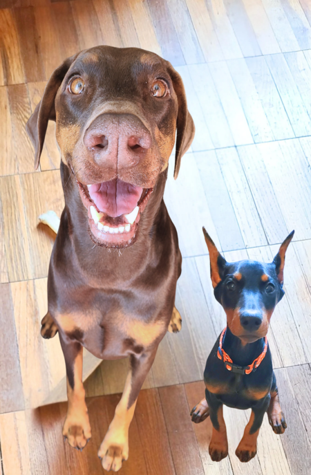 Entry image for Opal Rose and Charlie Bug. Clicking this image will show a larger photo