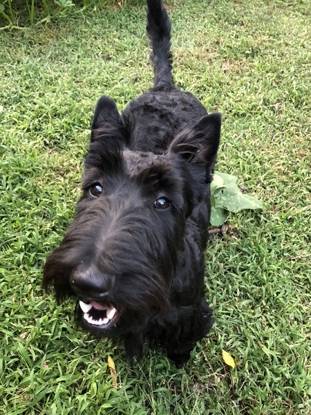 Entry image for Jasper James. Clicking this image will show a larger photo