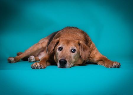 Entry image for Palmer . Clicking this image will show a larger photo