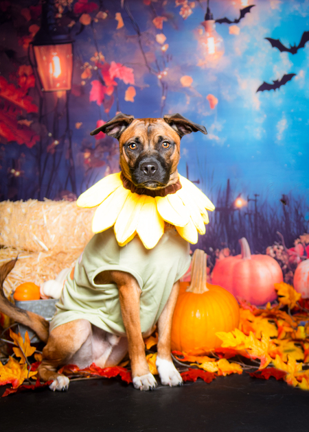 Entry image for Willie . Clicking this image will show a larger photo