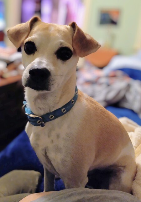 Entry image for Stevie. Clicking this image will show a larger photo