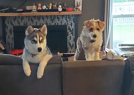 Entry image for Dodger and Nala. Clicking this image will show a larger photo
