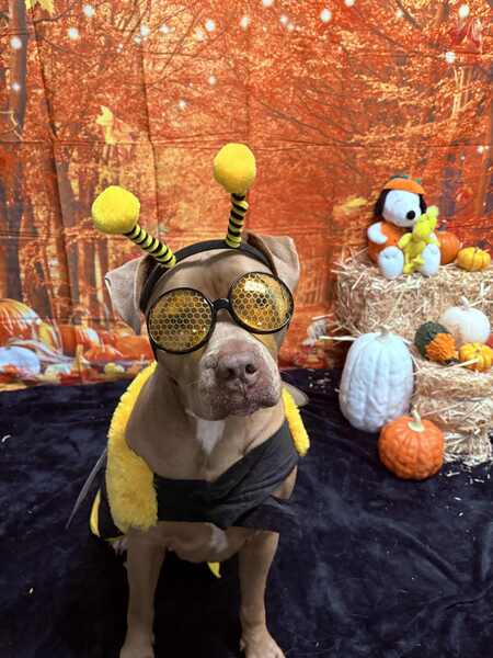 Entry image for Joey. Clicking this image will show a larger photo