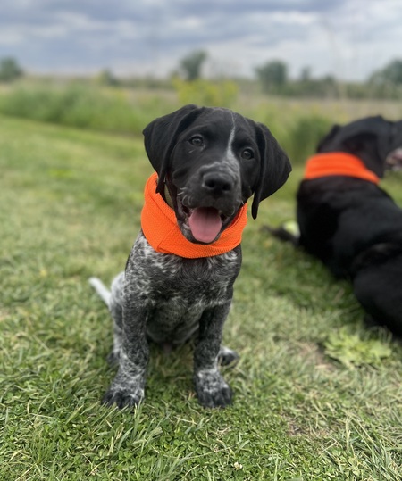 Entry image for Shiner. Clicking this image will show a larger photo