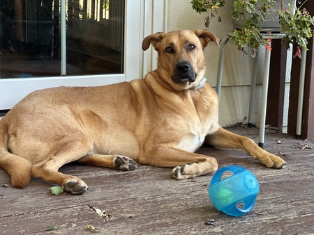 Entry image for Toby. Clicking this image will show a larger photo