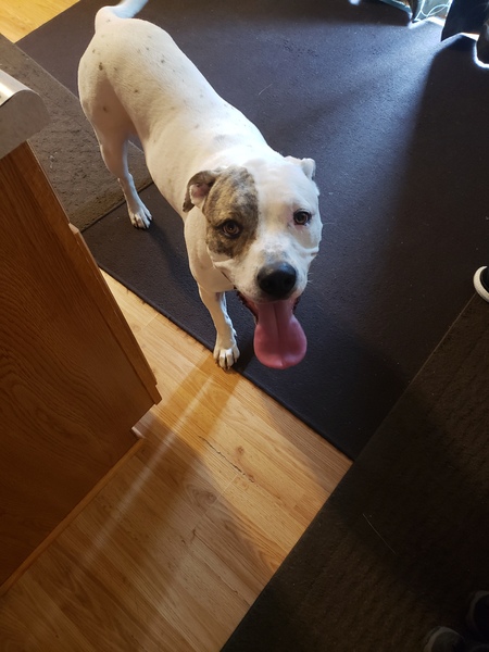 Entry image for Jaxon. Clicking this image will show a larger photo