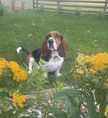 Entry image for Winston. Clicking this image will show a larger photo