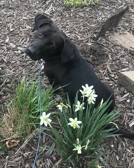 Entry image for  Brinkley. Clicking this image will show a larger photo