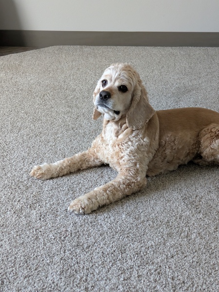 Entry image for Cooper. Clicking this image will show a larger photo