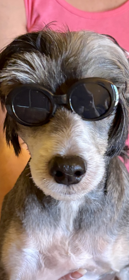 Entry image for Georgie . Clicking this image will show a larger photo