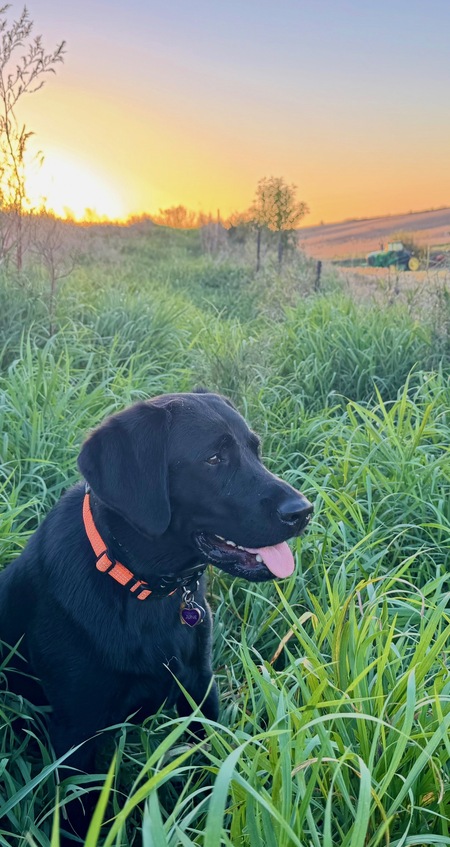 Entry image for June Carter. Clicking this image will show a larger photo