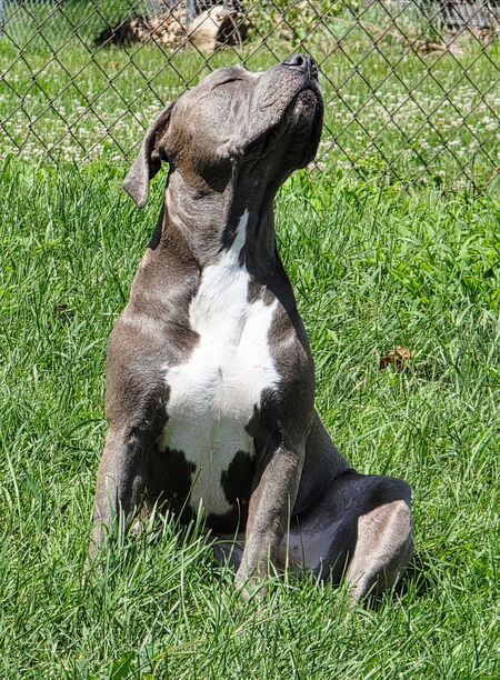 Entry image for Violet. Clicking this image will show a larger photo