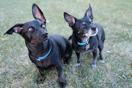 Entry image for Vinny & Oscar. Clicking this image will show a larger photo