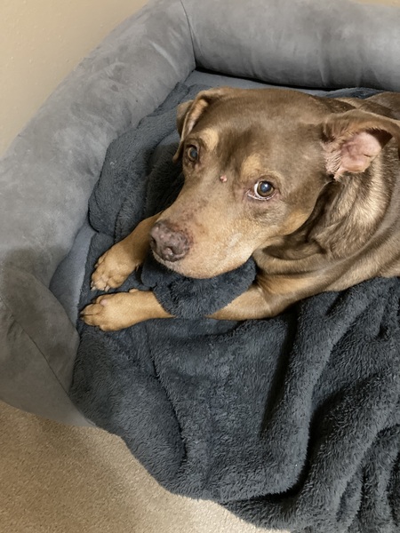 Entry image for Elroy. Clicking this image will show a larger photo