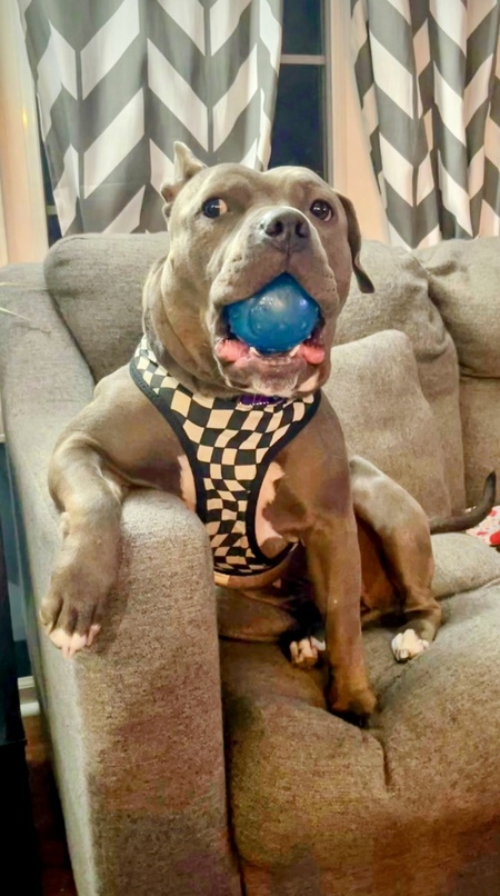 Entry image for Luna. Clicking this image will show a larger photo