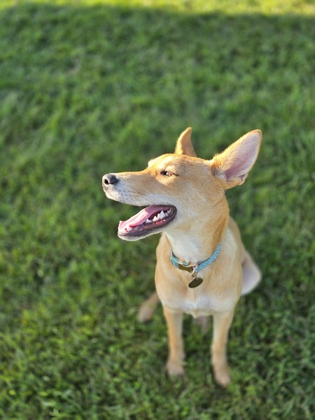 Entry image for Lolo. Clicking this image will show a larger photo