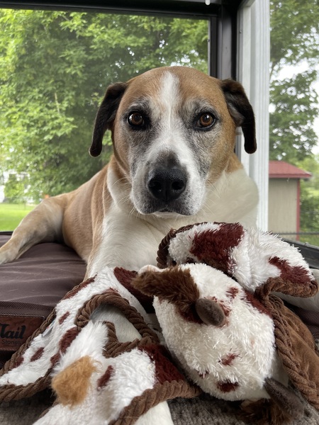 Entry image for Leo. Clicking this image will show a larger photo