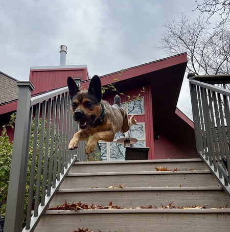 Entry image for Louie. Clicking this image will show a larger photo