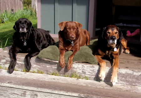 Molly, Java, and Bugsby, aka Mr. Bugs