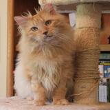 Entry image for HRH Garfield