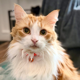 Entry image for Tybalt