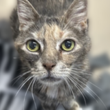 Entry image for Ozzette 22