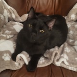 Entry image for Pantera